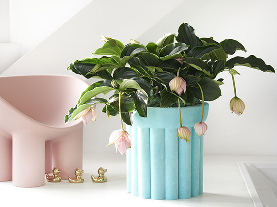 La magnífica medinilla